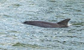 A dolphin in St. Augustine's waterways