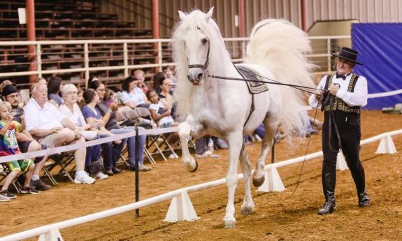 Rene Gasser and horse in an arena.