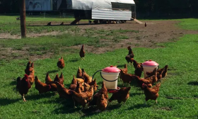 Free range eggs from Gone Organic Dairy in Hastings, Florida