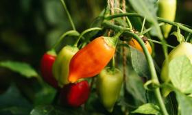 Enjoy the flavors at the First Annual Jam 'n Pepper Festival in St. Augustine, FL.
