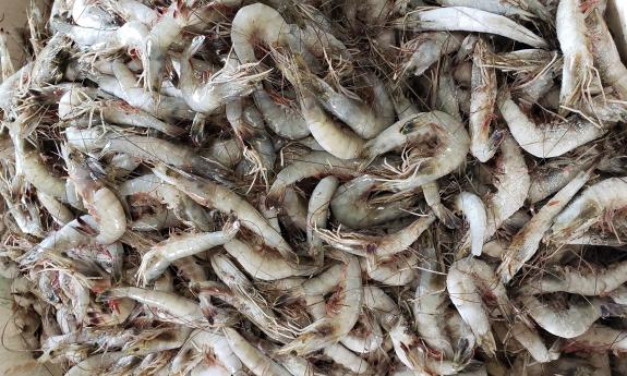 Fresh-caught Mayport Shrimp from the Safe Harbor fishing fleet.