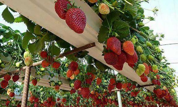 Only organically-grown fresh strawberries are used in the acai and smoothie bowls served at Big Island Bowls.