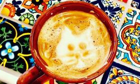 Cat face lattes and coffees