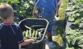 A young farmer gathering produce at Wesley Wells Farms in St. Augustine.