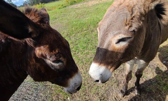 Donkeys enjoying the sun at Wesley Wells Farms in St. Augustine.