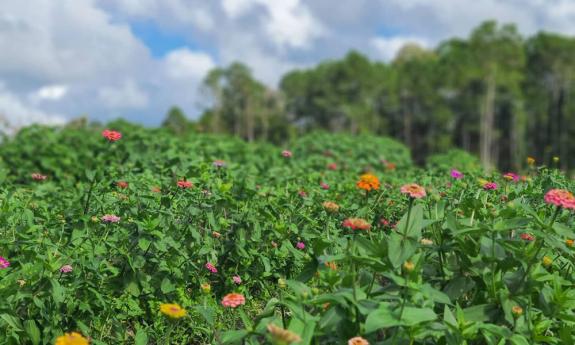 Flowers blooming in a local farm field in St. Augustine.