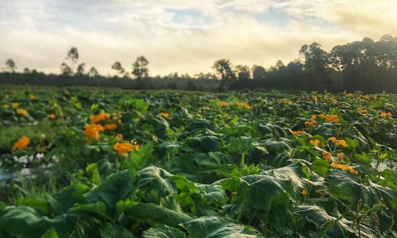 Blossoms on vegetable plants in a farmer's field in St. Augustine.