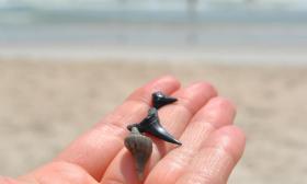 Shark Tooth Exploration at Nease Beachfront Park 