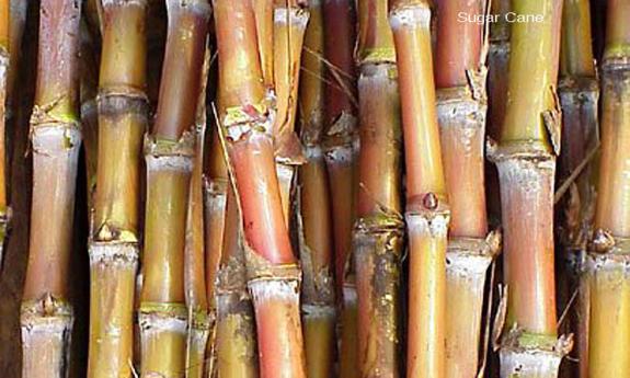  Sugar Cane Harvest Festival 2014