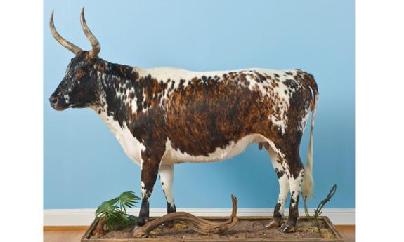 Florida’s Cracker Cattle are descended from the Andalusian Cattle brought here by Pedro Menendez in 1565. 