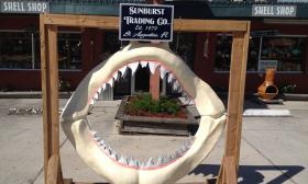 Sunburst Trading Company's Shell Shop on St. Augustine Beach offers a variety of sea life specimens.
