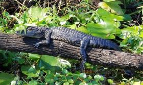 Alligators in the St. Johns River with Sea Serpent Tours