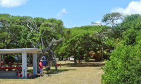 The shaded picnic area used for gatherings and reunions