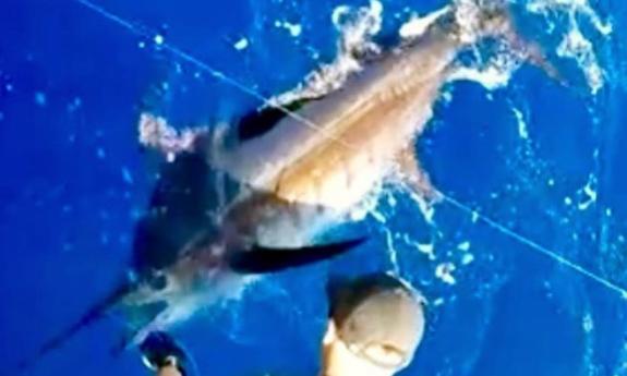 A swordfish caught by a happy customer of Beamish Custom Tackle in St. Augustine.