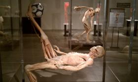 Bodies Human, on display in St. Augustine.