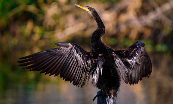 Bird watching with Earth Kinship in St. Augustine.