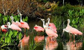 See all forms of wildlife on St. Augustine Eco Tour including native Florida birds.