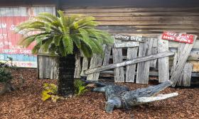 A gator at Gator Bob’s Trading Post in St. Augustine, FL