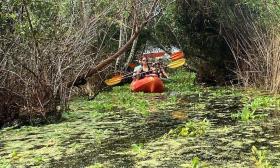 Kayaking through the mangroves from North Guana Outpost with Geo Trippin' in St. Augustine.