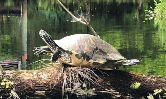 A turtle on a log seen on a Geo Trippin' adventure at Haulover Canal.