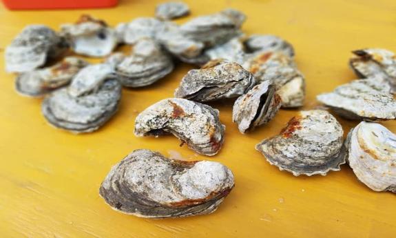 Oysters from Get Shuckin' in St. Augustine, FL.