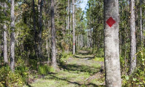 One of Gourd Island's walking trails