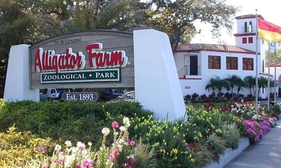 The Alligator Farm is located on Anastasia Island, across the Bridge of Lions.