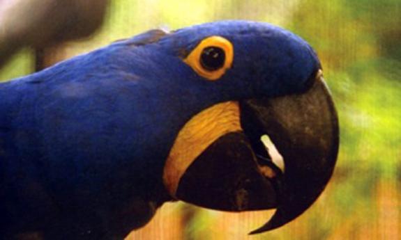 Tropical birds make their nest at the Alligator Farm.