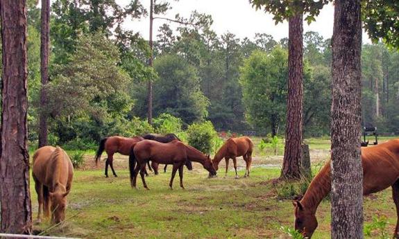 Haven Horse Ranch — CLOSED