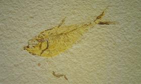 Fossilized fish are available at Indigenous Arts.
