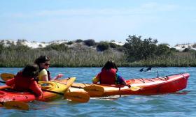 Diverse wildlife sightings during a Ripple Effects Eco Tours kayaking tour.