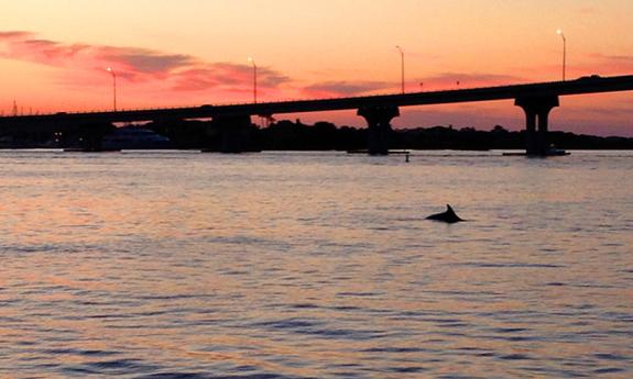 See Florida wildlife on Jax Water Tours' kid-friendly scenic cruise for ages 3 and older.