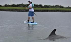 A guest on a SUP, sharing the waters with a dolphin and Kayaking St. Augustine.