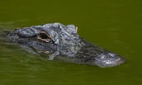 Kram Kran Photo captures a Florida gator in St. Augustine, FL