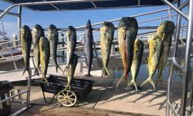 Fish caught from Lais Fishing Charters in St. Augustine, FL