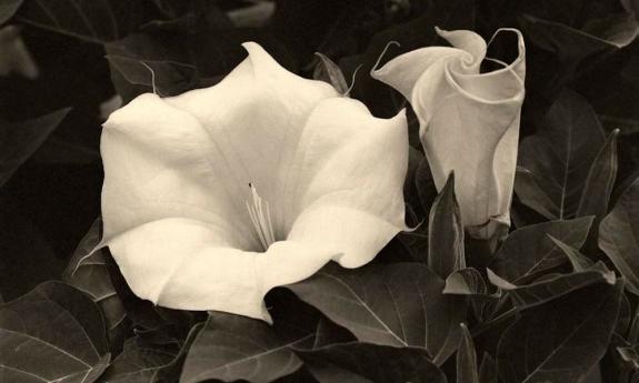 Lenny Foster's Georgia O'keeffe inspired flower art