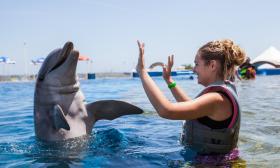 Interacting with the dolphins at Marineland.