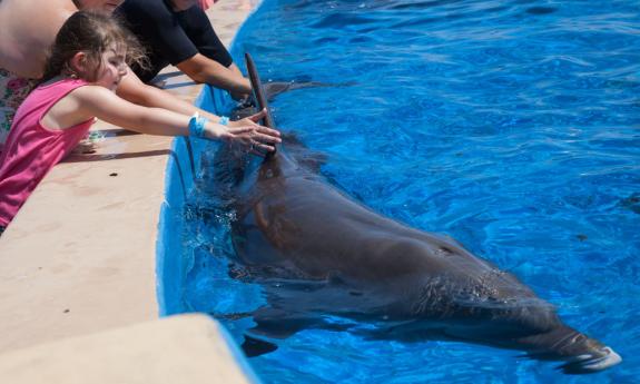 Interacting with the dolphins at Marineland.