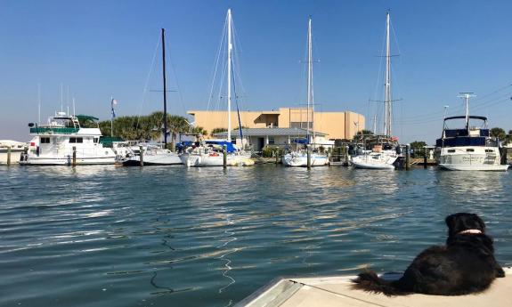 A dog visits Marineland Marina south of St. Augustine, FL.