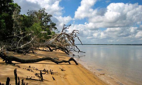 Driftwood that can be found on the beach