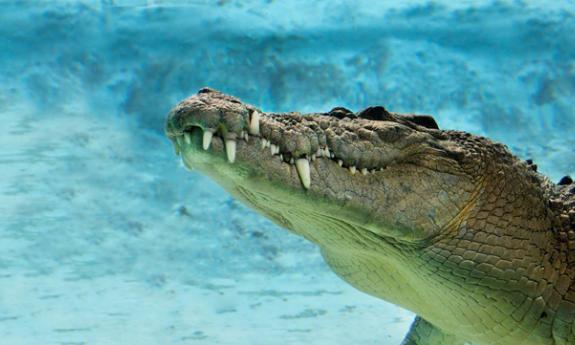 Maximo is the largest animal at the alligator farm.