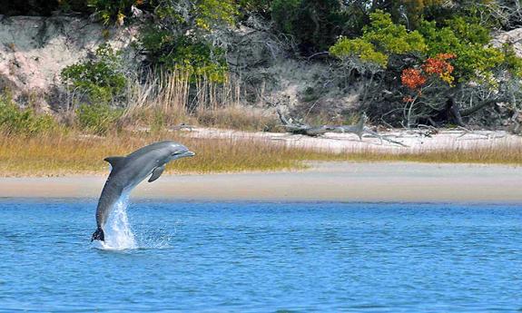 As you navigate the waters with St. Augustine Eco Tours, look for vital members of the ecosystem, like dolphins and sea turtles.