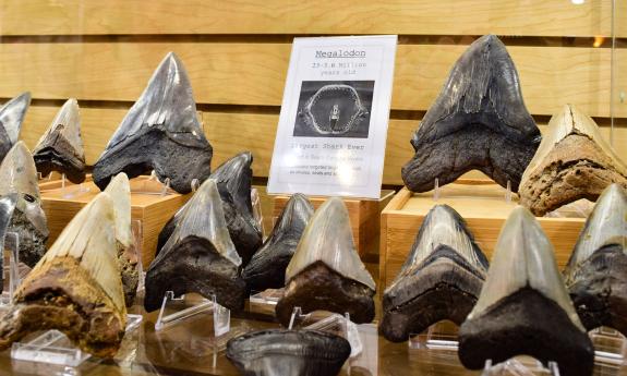 Megaladon teeth on display at Prehistoric St. Augustine.