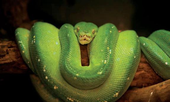 The reptile house at the Alligator Farm features a python exhibit.