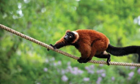 A Red Ruffed Lemur playing at the Alligator Farm.