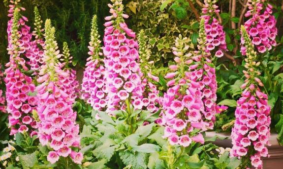Foxglove was given an an emetic ...too much could kill the patient! At Santa Barbara Hospital Museum in St. Augustine.