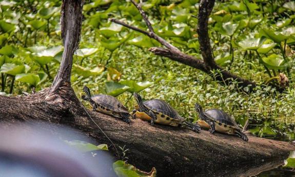 Explore the ecosystem and animals of North Florida with Sea Serpent Tours