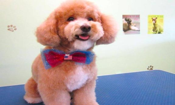 A freshly groomed poodle at The Soggy Doggy in St. Augustine, FL.