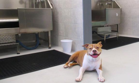 Self service dog washing stations are available at The Soggy Doggy in St. Augustine, FL.