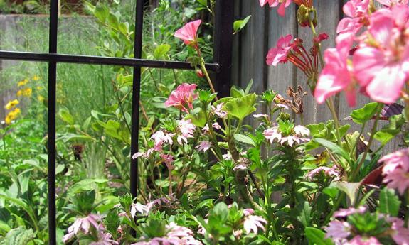 The beautiful garden at the Spanish Military Hospital Museum in St. Augustine.